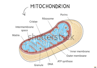  mitochondria