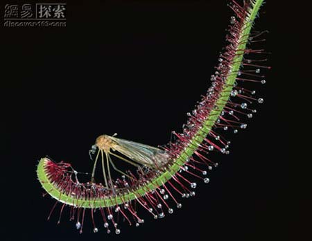 Drosera capensis: ເປັນ​ສາຍ​ພັນ​ຫນຶ່ງ​ຂອງ​ພືດ​ສາຍ​ພັນ ຢອດ​ນ້ຳ​ຫມອກ ເພາະ​ທີ່​ປາຍຍອດ​ໃບ​ຈະ​ມີ​ຕຸ່ມ​ຄ້າຍ​ກັບ​ຢອດ​ນ້​ຳ​ຫມອກ ມີ​ຖິ່ນ​ກຳ​ເນີດ​ທີ່​ເຂດ​ອົບ​ອຸ່ນ ແລະ ມີ​ຄວາມ​ສາ​ມາດ ໃນ​ການ​ທົນ​ທານ​ຕໍ່​ອຸນ​ນະ​ພູມ​ສູງ ຈົນ​ຈັດ​ໄວ້​ທີ່​ພືດ​ເຂດ​ຮ້ອນ ແລະ ຈະ​ບໍ່​ມີ​ການ​ລົ່ນ​ໃບ​ຕະ​ຫລອດ​ປ​ີ