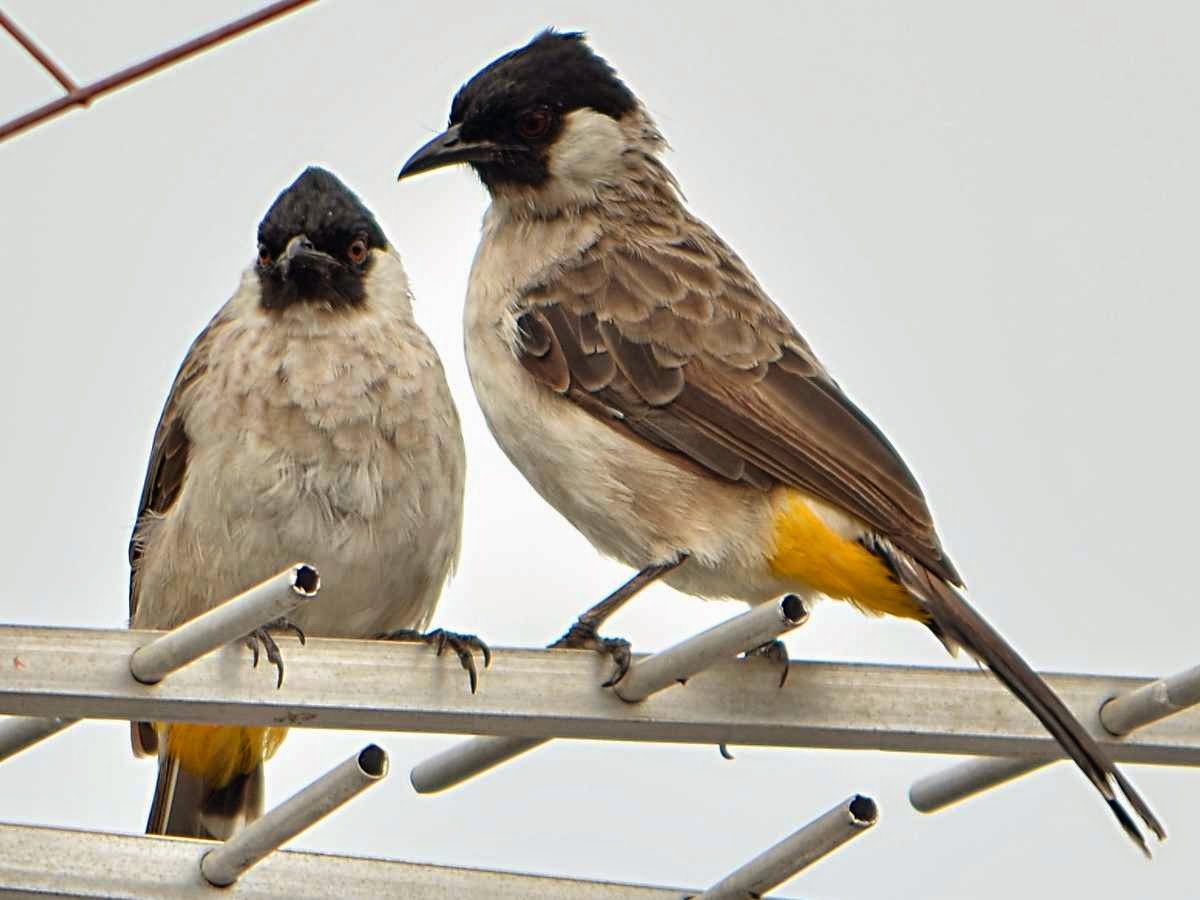  FOTO Cara Merawat Burung Kutilang Suara Kicau Nyaring 