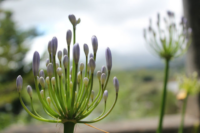 Garnish Island Allium