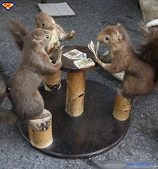 poker_tra_scoiattoli