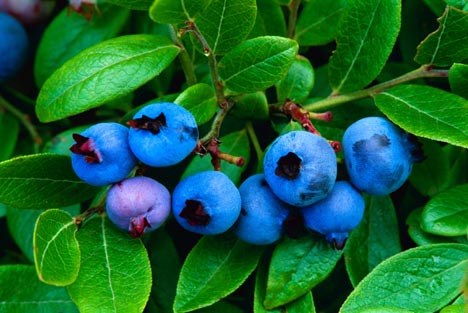  Mengenal Tumbuhan Blueberry