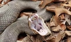  Το Bitis arietans ή αλλιώς ένα είδος οχιάς με την ονομασία puff adder, είναι ένα εξαιρετικά δηλητηριώδες φίδι που βρίσκεται σε όλη την Αφρι...