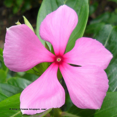 Rose periwinkle - Catharanthus roseus