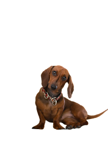 Cute Dogs and Puppies PNG Clipart Transparent Background