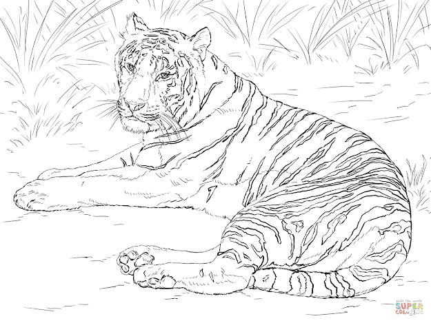 Siberian Tiger Laying Down