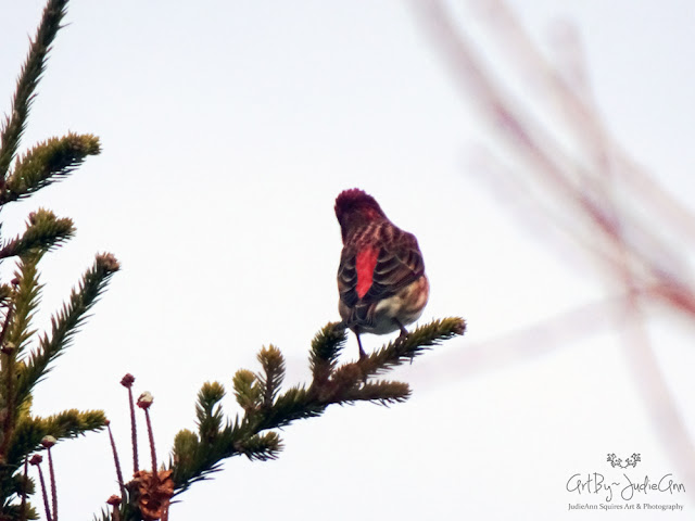 Newfoundland Birds