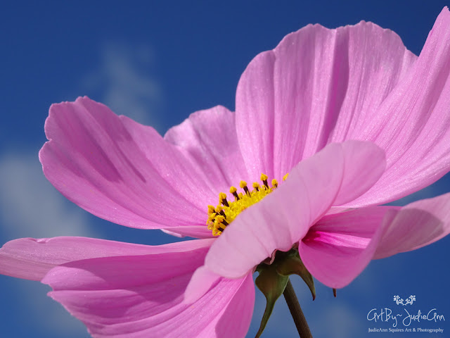 Beautiful Pink Flower