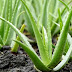 How To Make Aloe Vera “Miracle” Skin Cream ?