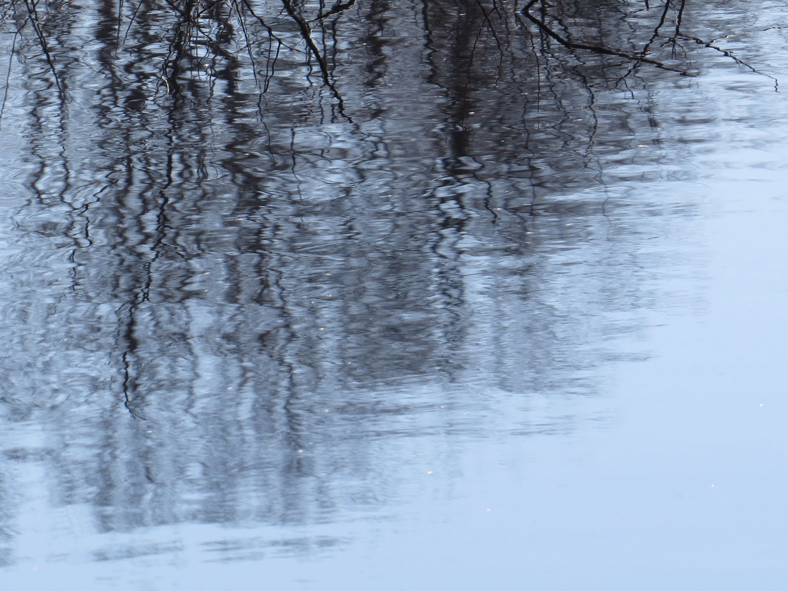 wetland