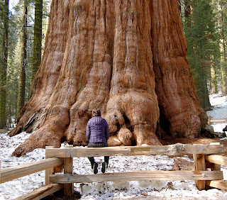 Pohon terbesar di dunia, The Biggest Tree in The World