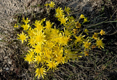 aranyfürt (Aster linosyris)