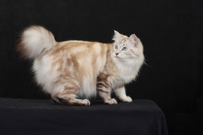 american bobtail longhair cat pictures kittens