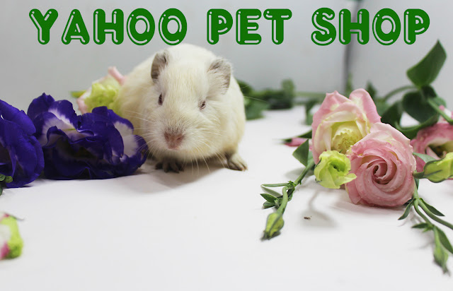 Bọ ú chuột lang tại yahoo pet shop