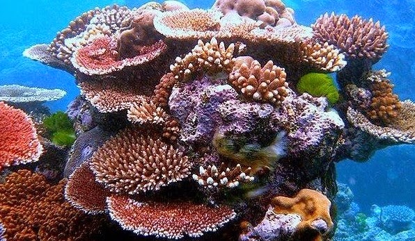 Hasil gambar untuk gambar keindahan bawah laut raja ampat