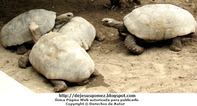 Tortugas motelo amarilla del Parque Zoológico de Huachipa. Foto de tortugas tomada por Jesus Gomez