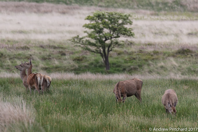 A group of hinds grazing close to nearby woodland.