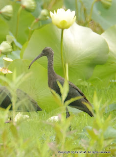 Glossy Ibis