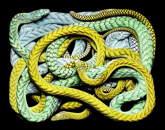Painting from Pictures of Snakes