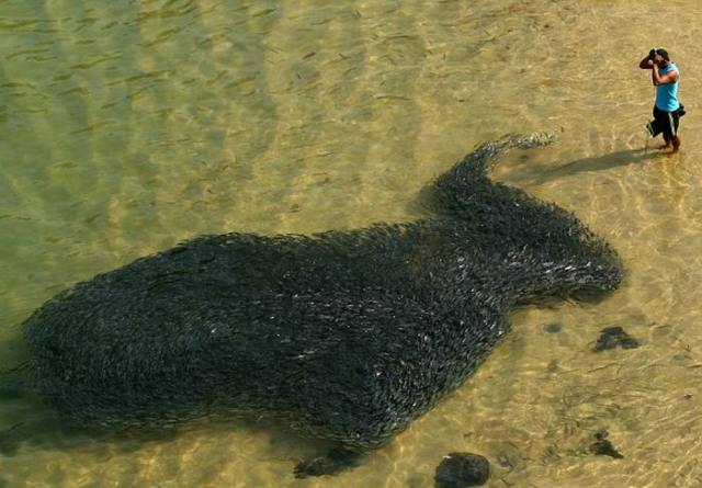 Menarik - Jutaan Ikan Muncul Di Tepi Pantai Mexico