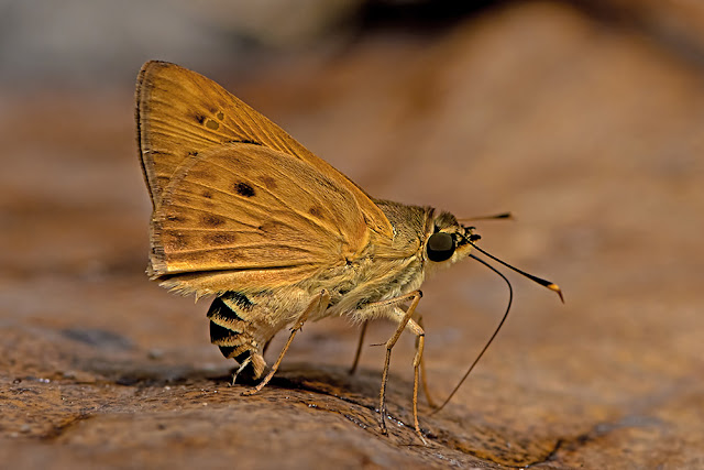 Thoressa masoni the Golden Ace butterfly
