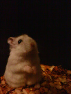 Budidaya Hamster (hannster Shop)