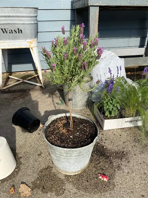 Photo of a lavender topiary