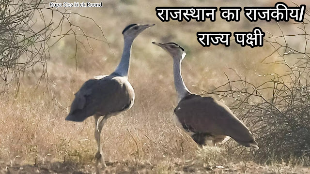 राजस्थान का राजकीय/ राज्य पक्षी || State Bird of Rajasthan ||