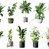 Model Plants 156
