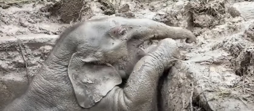 The baby elephant screams in panic- Photo cut from video