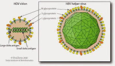 Hepatitis D