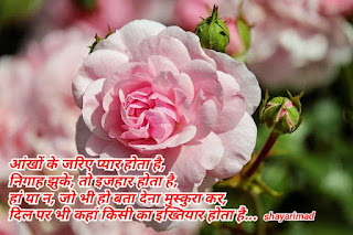 Rose day shayari in hindi