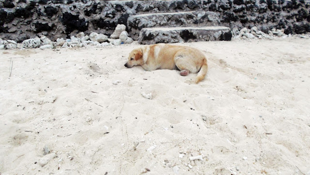 gos lazing around the white sandy beach of EWP Island Beach Resort in San Antonio, Dalupiri Island, Northern Samar