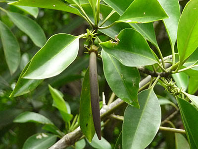 Bakau Putih (Bruguiera cylindrica)