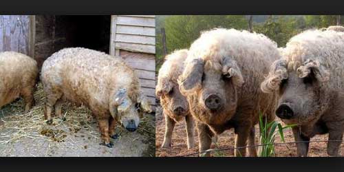 Babi Berbulu Domba - Berita Dan Gambar Unik