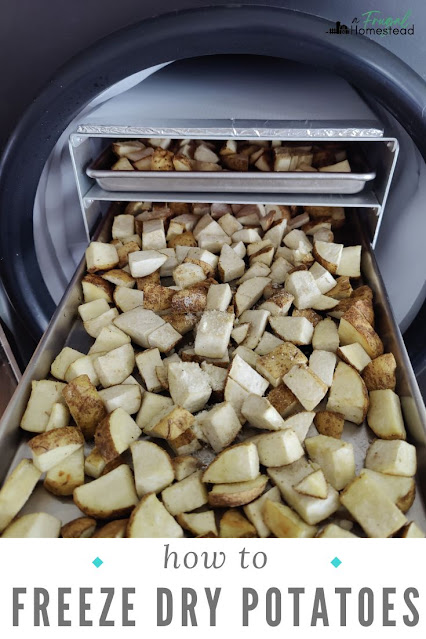 Freeze drying potatoes is the perfect way to store potatoes for long term use.