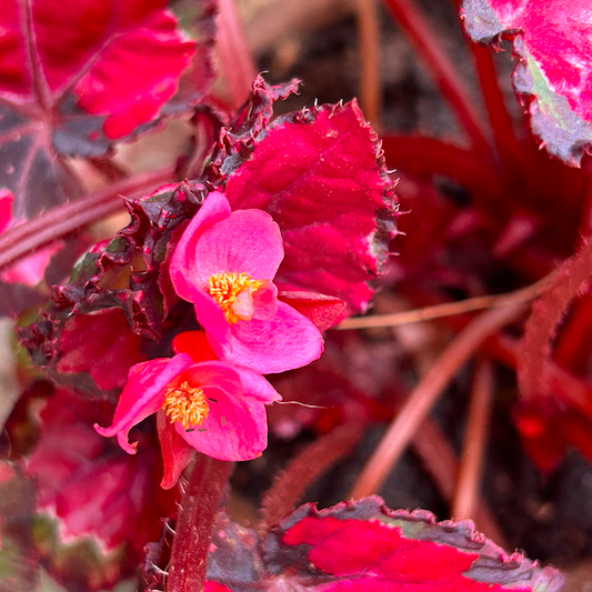 Super zoom numa flor de begônia rosa