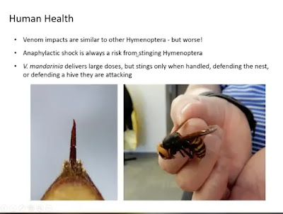 Asian 'murder hornets' found in US