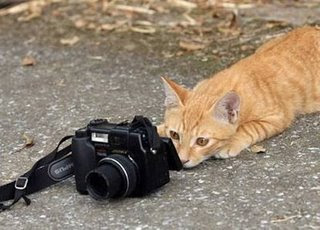 really funny cat can take photos 