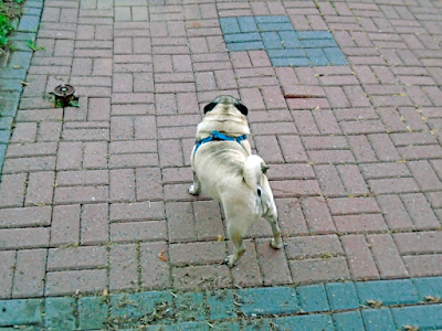 A pug in a blue harness is standing on pavers facing away from the camera