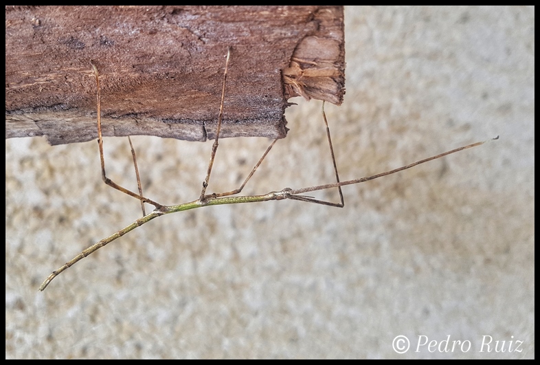 Ninfa hembra L3 de Phobaeticus magnus, 6 cm de longitud