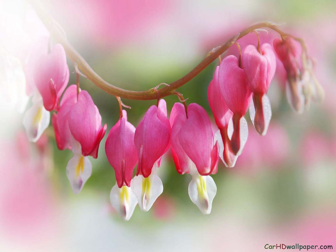 types of flowers gift Bleeding Heart Flower | 1152 x 864