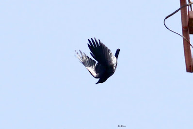 Large-billed Crow -  doing a flip dive