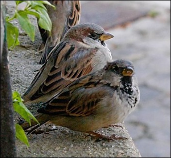 huismus