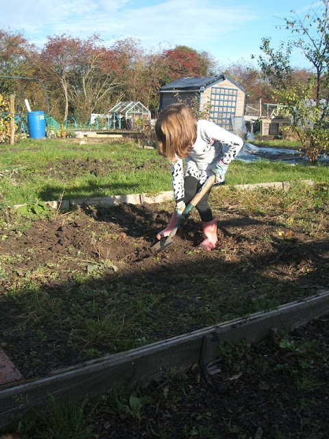 young child digging in the soil at the allotment