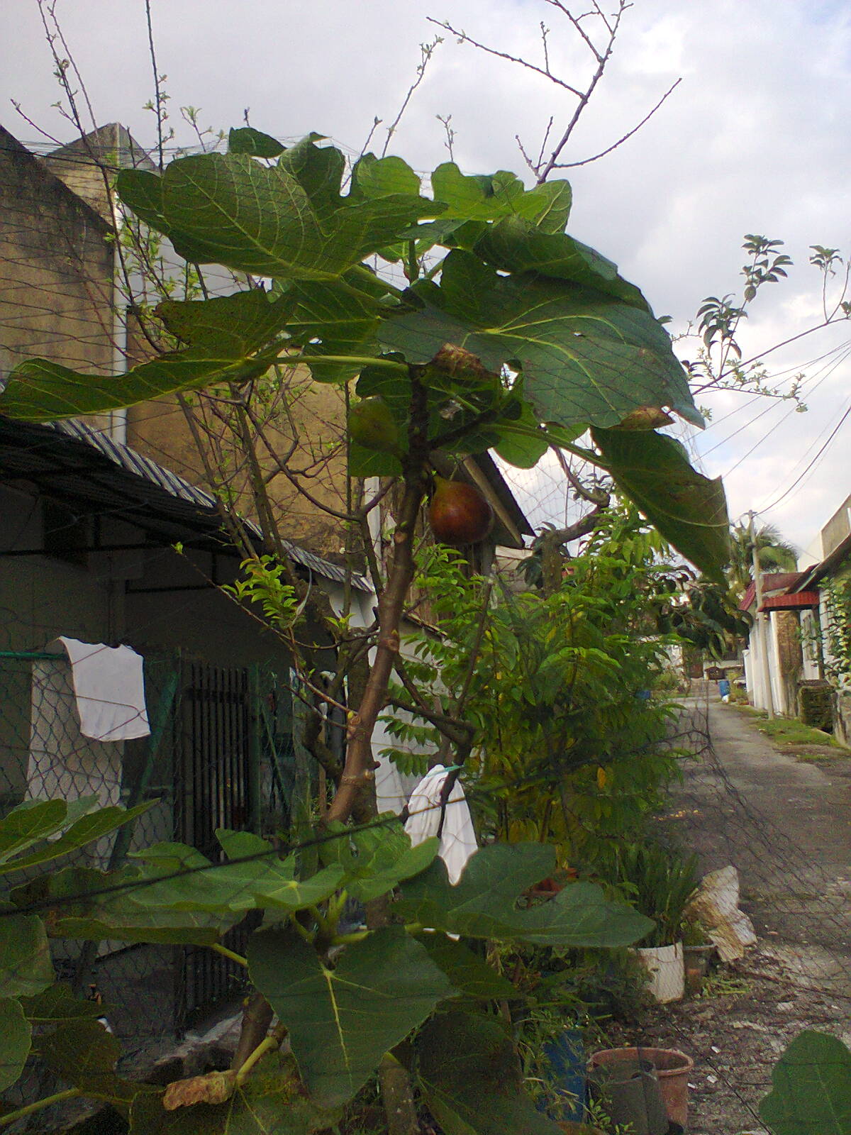  TaMAn  TEmPErATe Pokok Buah Tin Buah Fig Buah Ara 