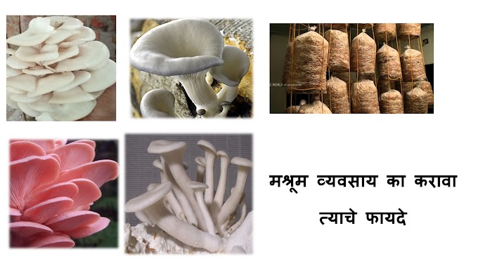 Mushroom Cultivation Mumbai | Mushroom spawn lab in mumbai | Mushroom spawn supplier Mumbai