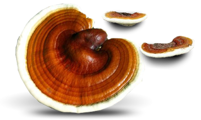 Ganoderma Mushroom Supplier in Israel