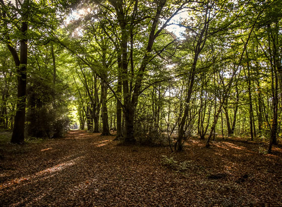 Forest management