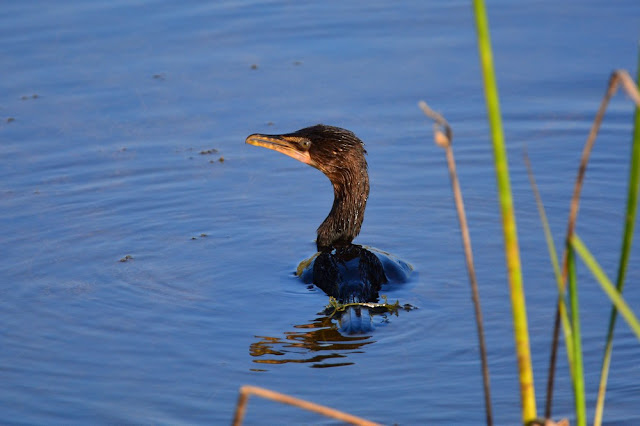 Microcarbo africanus